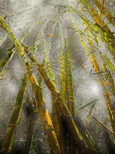 Foto decorativa guaduas