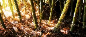 Fotografia de guaduas tomada con camara digital de 5 megas