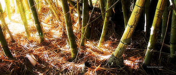 Fotografia de guaduas tomada con camara digital de 5 megas
