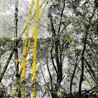 Fotografìa pictórica de guaduas