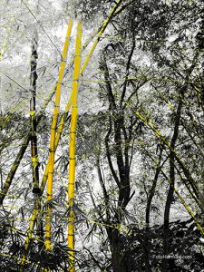 Fotografìa pictórica de guaduas