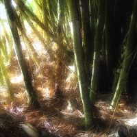 Fotografia pictorica de guaduas