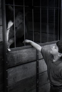 Foto de niño con caballo