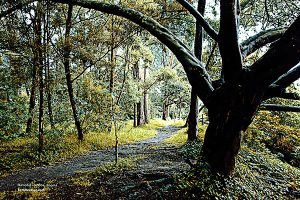 Bosque Humedal Còrdoba en Bogotá