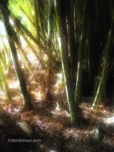 Fotografia de guaduas