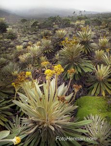 Paisaje de páramo con frailejones
