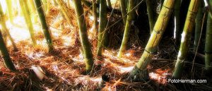 Foto de guaduas tomada en hora mágica