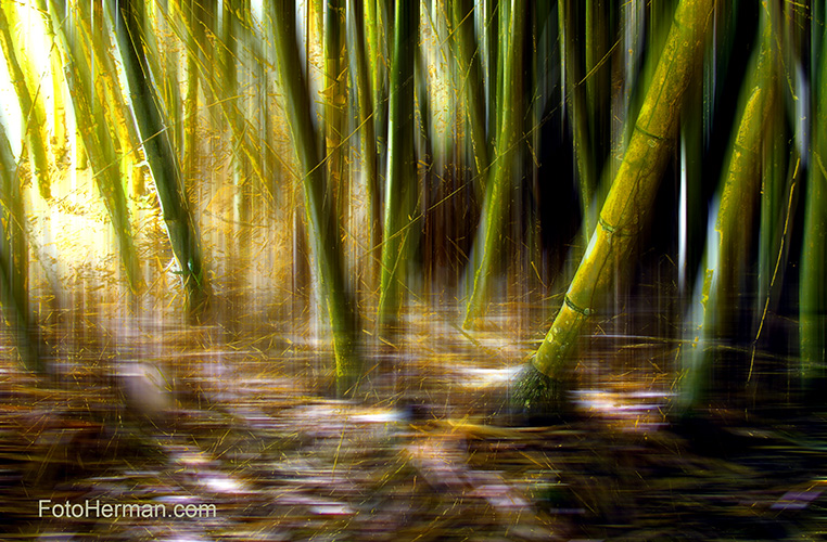 Bosque de guaduas