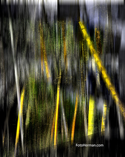 Bosque de Guaduas
